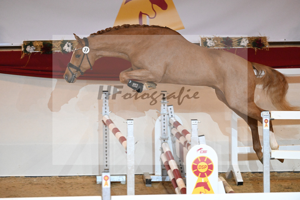 Kat-Nr. 37 Zinedream_Holtwiesche u Schulze-Averdiek_1231090 | hf-fotografie - Realizzato con Pictrs.com