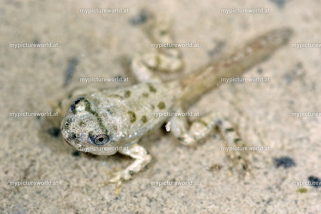 Wechselkröte-028 | Das Bilderarchiv über Tiere, Planzen und Landschaften. In der Bilddatenbank finden Sie ein große Auswahl an hochwertigen Bilder für Ihre Werbung - Realized with Pictrs.com