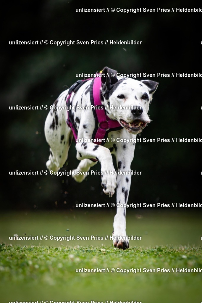 Sven Pries | 19. Allgemeines Hunderennen Karlsruhe Durlach - Realisiert mit Pictrs.com