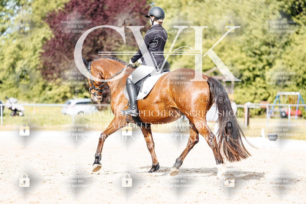 CK900476 | Turnierfotografie Pferdefotografie Trier Rheinland-Pfalz Pferdesport Reitsport Tierfotografie Sportfotografie Pferdevideo Pferdevideografie Equestrianvideography equestrianphotography  - Realisiert mit Pictrs.com