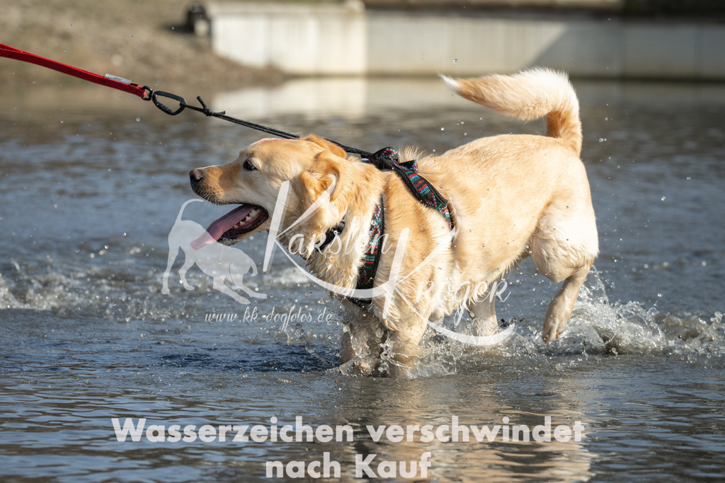 1354_ZZ98692 | kk-dogfotos