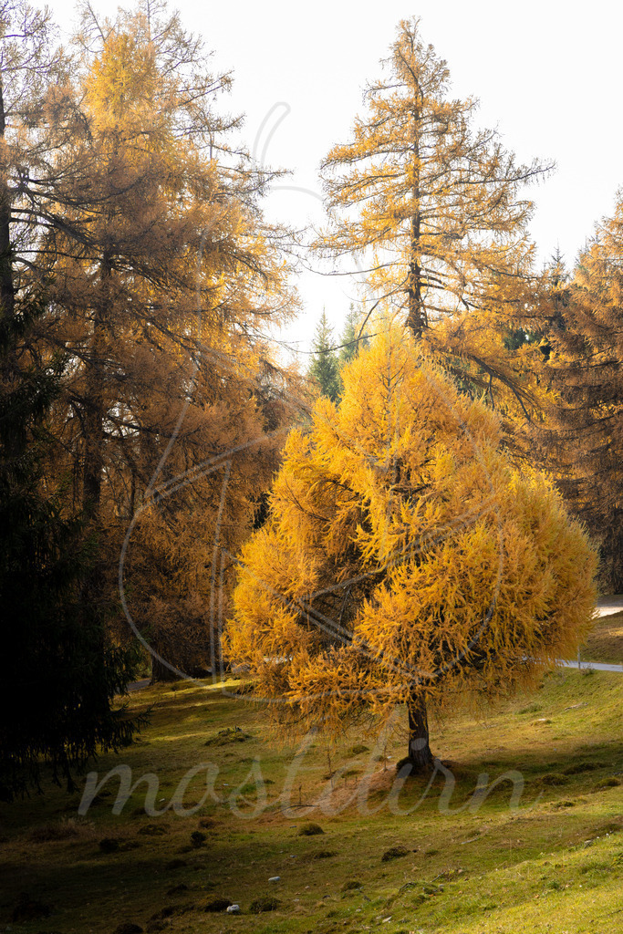 Lärchengold Lungau | Ihre Fotografin im Lungau, ihre Fotografin im Mostviertel, Wandbilder Onlineshop, Imagefotos für Ihr Unternehmen,  - Realisiert mit Pictrs.com