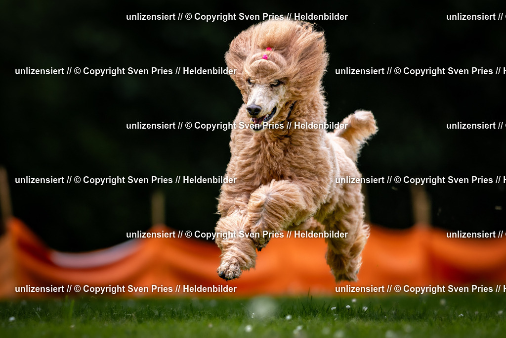 Sven Pries | 2026-05-14 - Hunderennen KA Durlach Vatertag 2026 - Realisiert mit Pictrs.com