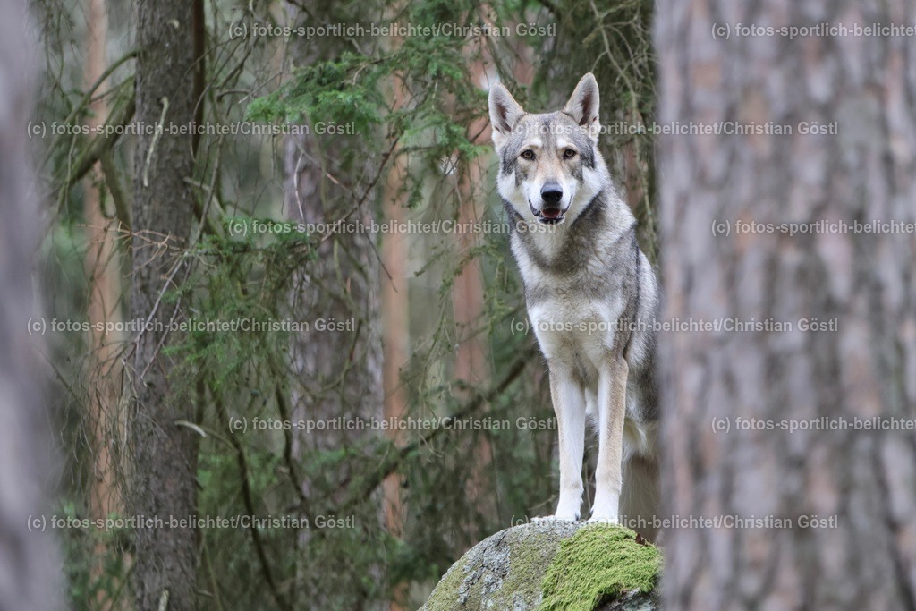 2X5A3562 | fotos-sportlich-belichtet - Realisiert mit Pictrs.com