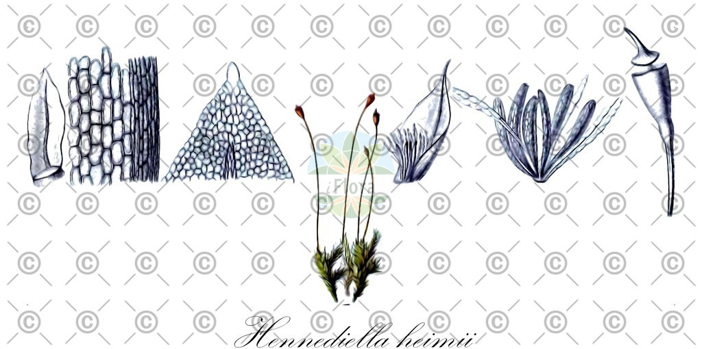 HistAbb_wfo-0001036906_1_ENZY_Simple | Historische Abbildung von Hennediella heimii - Pottiaceae | Historical Illustration of Hennediella heimii - Pottiaceae