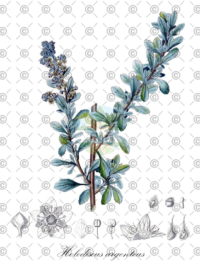 HistAbb_wfo-0001194305_1_ENZY_Simple | Historische Abbildung von Holodiscus argenteus - Rosaceae | Historical Illustration of Holodiscus argenteus - Rosaceae