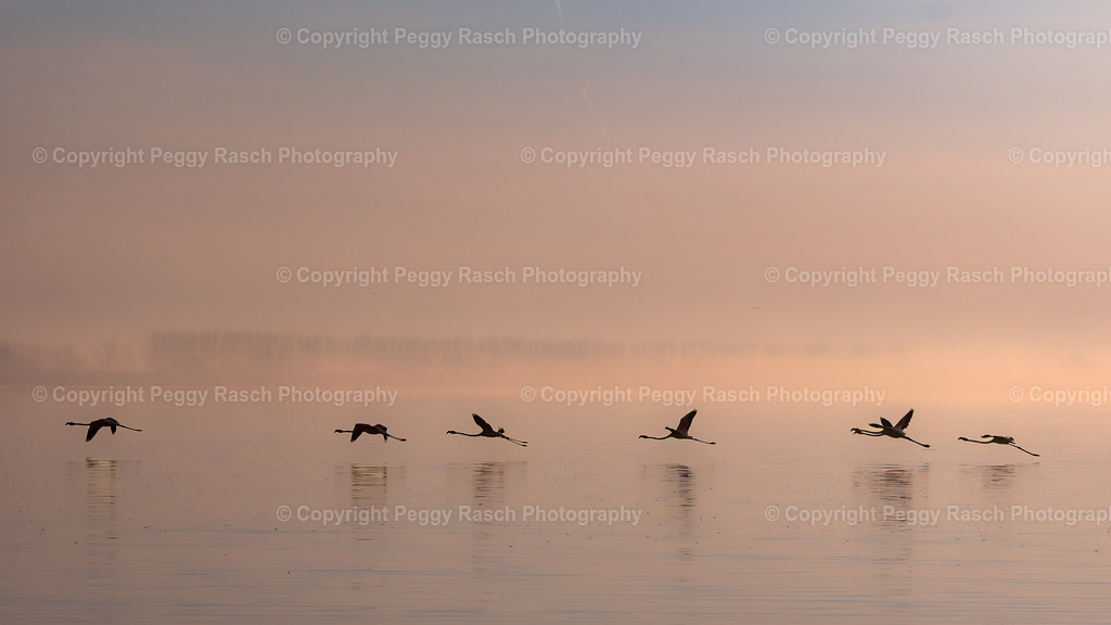 Flamingos (7) | PeggyRaschPhotography - Realisiert mit Pictrs.com