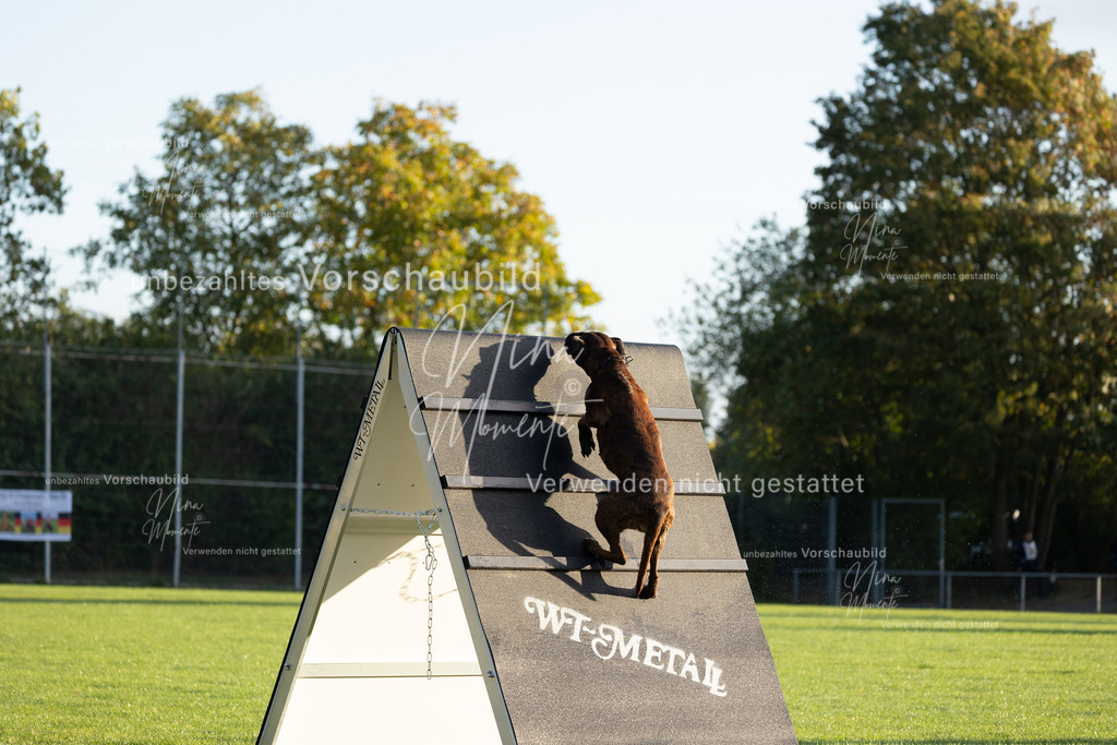 _16A6027 | Einzigartige Fotos von Hunden & Menschen –Actionfotos, Portraits, Vereinsaufnahmen & Paarshootings – authentisch, lebendig & mit Herz.