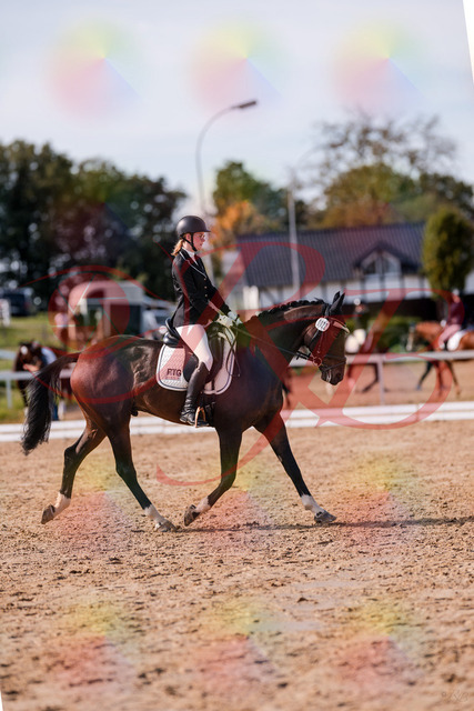 2026_10_03_Siefer-Hof_132235_Z81_72089349 | Professionelle Reitsport-, Turnier- und Eventfotografie von Robert Broda. Galerien mit ausgewählten und bearbeiteten Bildern direkt online ansehen und bestellen.