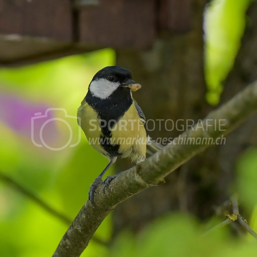 20240501_1708_AEM_nefti_6732-Bearbeitet | 01.05.2024 / , Neftenbach

Bild: Sportfotografie Markus Aeschimann | www.markus-aeschimann.ch - Realisiert mit Pictrs.com