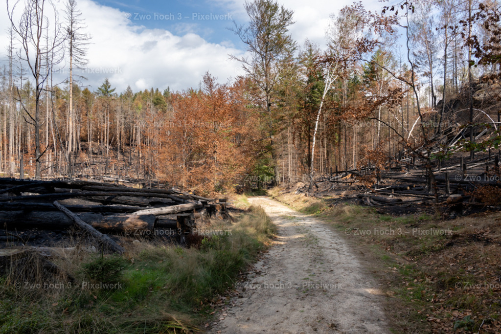 Rosssteig_Nahe_Katzenstein_Waldbrand_Baumstamm_Weg | 2022-08-30_Waldbrandgebiete_1 - Realisiert mit Pictrs.com