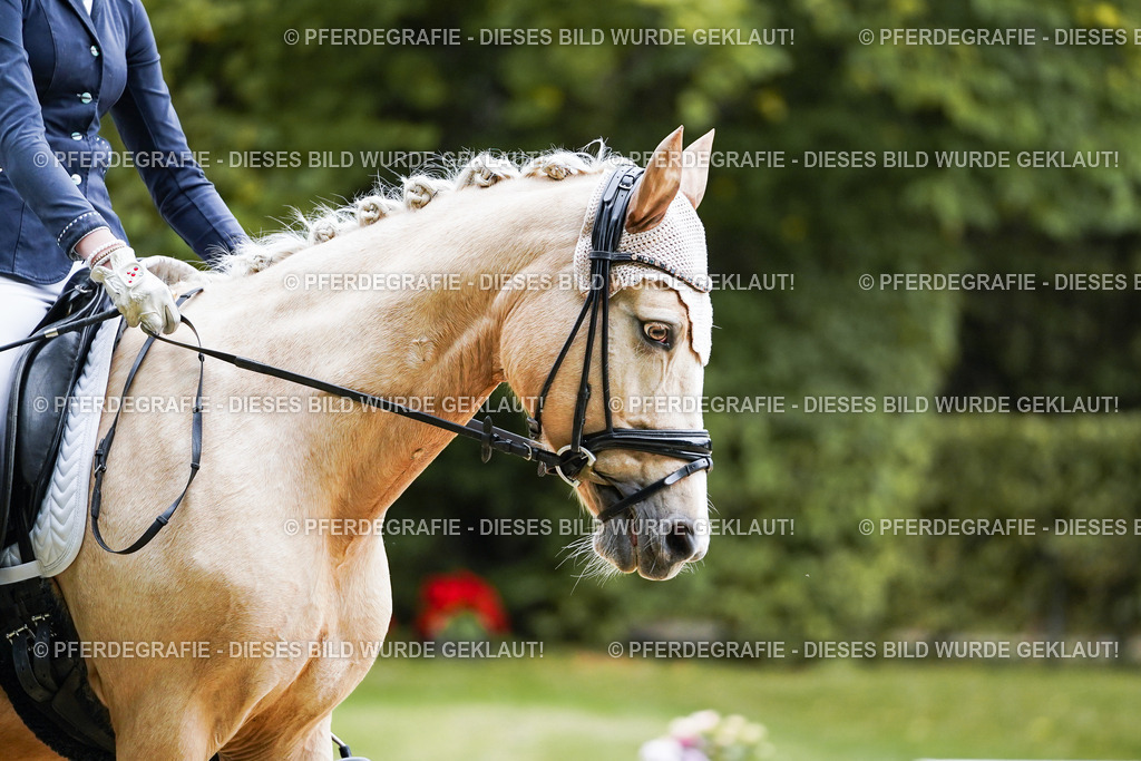 DSC00870 | Pferdegrafie