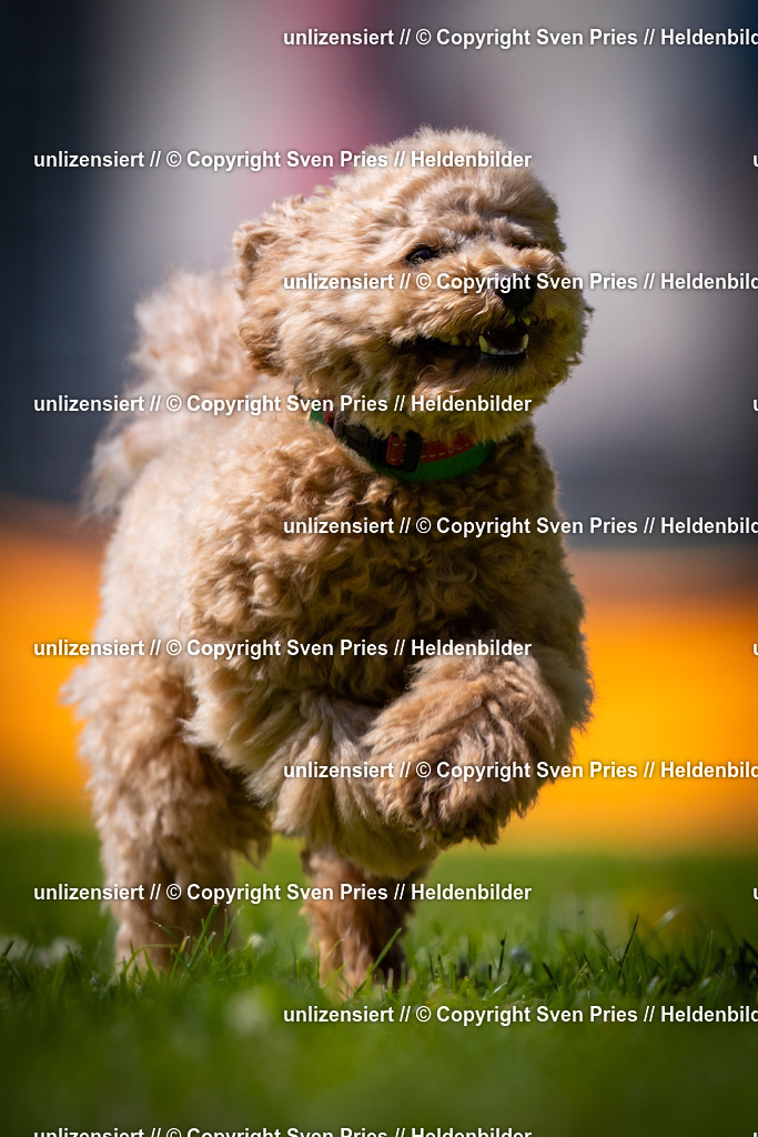 Sven Pries | 2025-08-10 - Hunderennen Durlach - Realisiert mit Pictrs.com