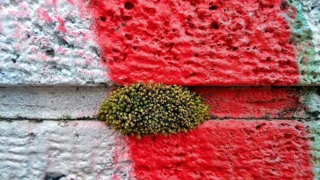 Stadt Natur 18 | ARDT Foto Kunst