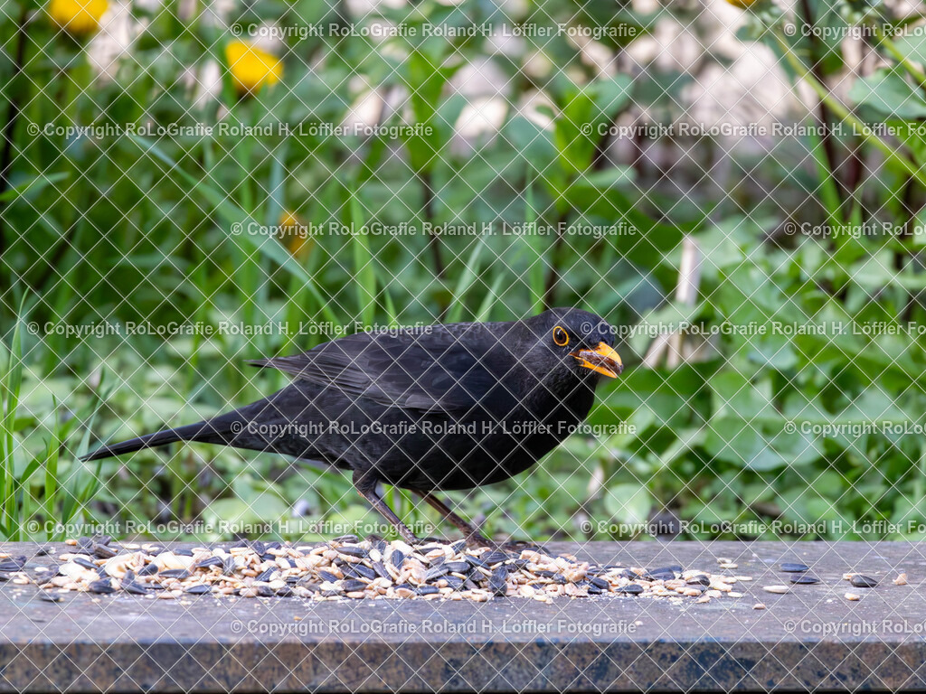 20240410_Vögel_RoLoGrafie-7 | Vogel beim Futtern - Realisiert mit Pictrs.com