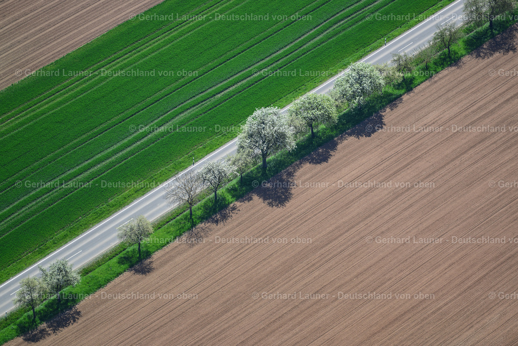 9300155 | Blühende Bäume nördl. Aubstadt