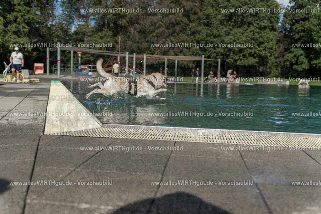 Hundeschwimmen_Volksbad_2026-allesWIRTHgut_Tierfotografie-2609061555-7R502037 | Professionelle Tierfotografie in Mönchengladbach von Daniel Wirth (allesWIRTHgut). Liebevolle & natürliche Bilder von Hunden & Katzen für unvergessliche Erinnerungen.