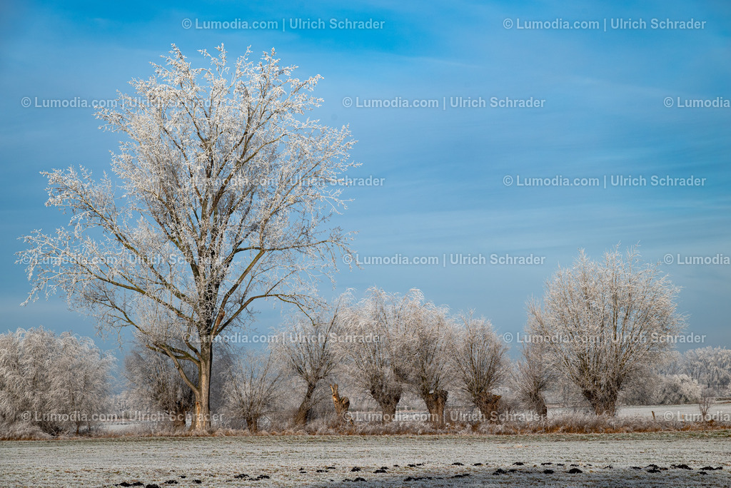10049-13455 - Winterzauber im Großen Bruch | Stockfoto und Bilderpool mit Bildmaterial aus Deutschland, dem Harz, Halberstadt, Quedlinburg, Wernigerode und weltweit. Qualitativ hochwertige und professionelle Fotos anschauen und kaufen. - Realisiert mit Pictrs.com