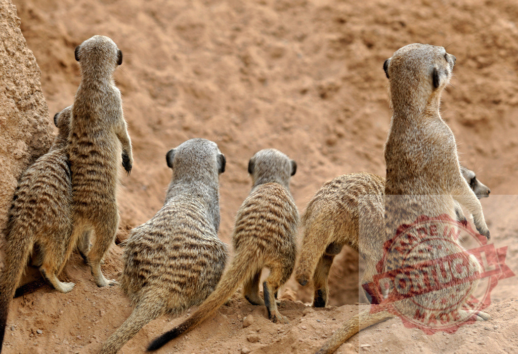 Meerkats standing alert, watching over their family | Group of meerkats on guard, scanning surroundings from their sandy habitat - Realized with Pictrs.com