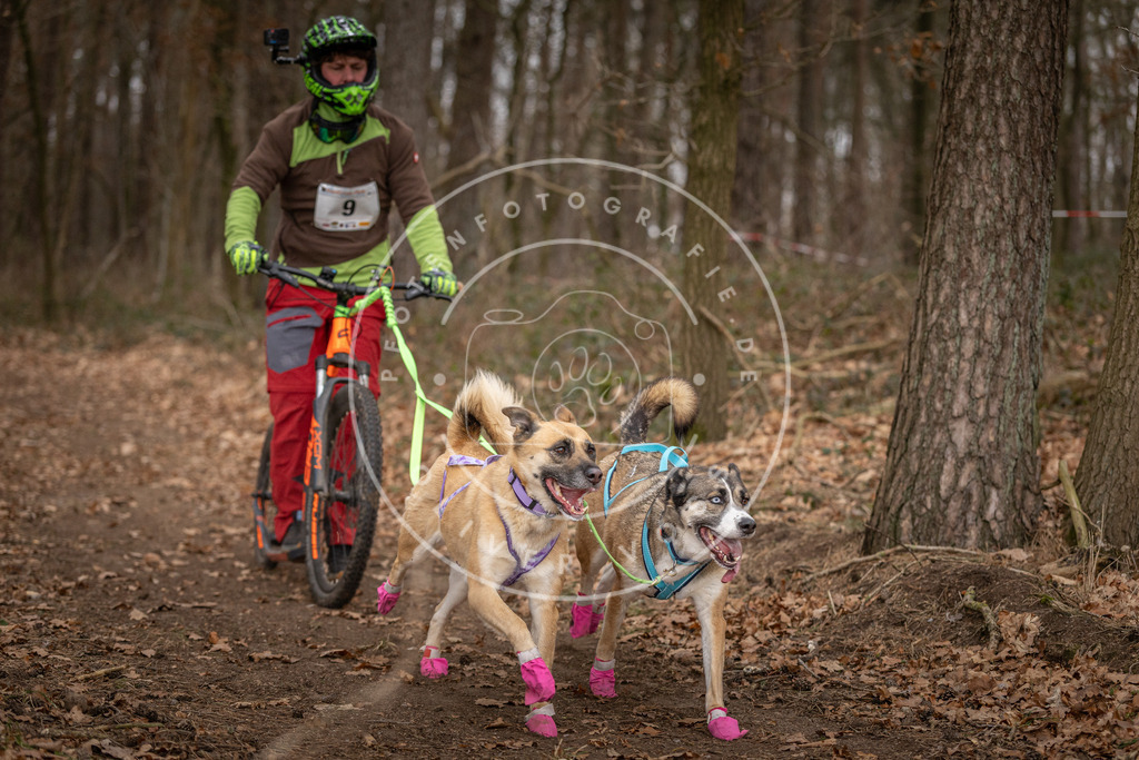 Pfotenfotografie_DV3A6716 | Hundefotografie, Tierfotograf, Pfotenfotografie, Fotoshooting Hund, Hunde Portrait, Hundesport, Hundeportraits, Heideshooting, Hunde, Sportfotograf, Hundefotograf, Turnierhundsport, THS,  - Realisiert mit Pictrs.com
