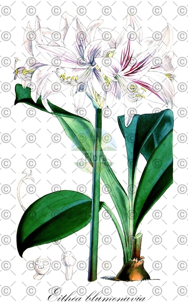 HistAbb_wfo-0000077090_1_ENZY_Simple | Historische Abbildung von Eithea blumenavia - Amaryllidaceae | Historical Illustration of Eithea blumenavia - Amaryllidaceae