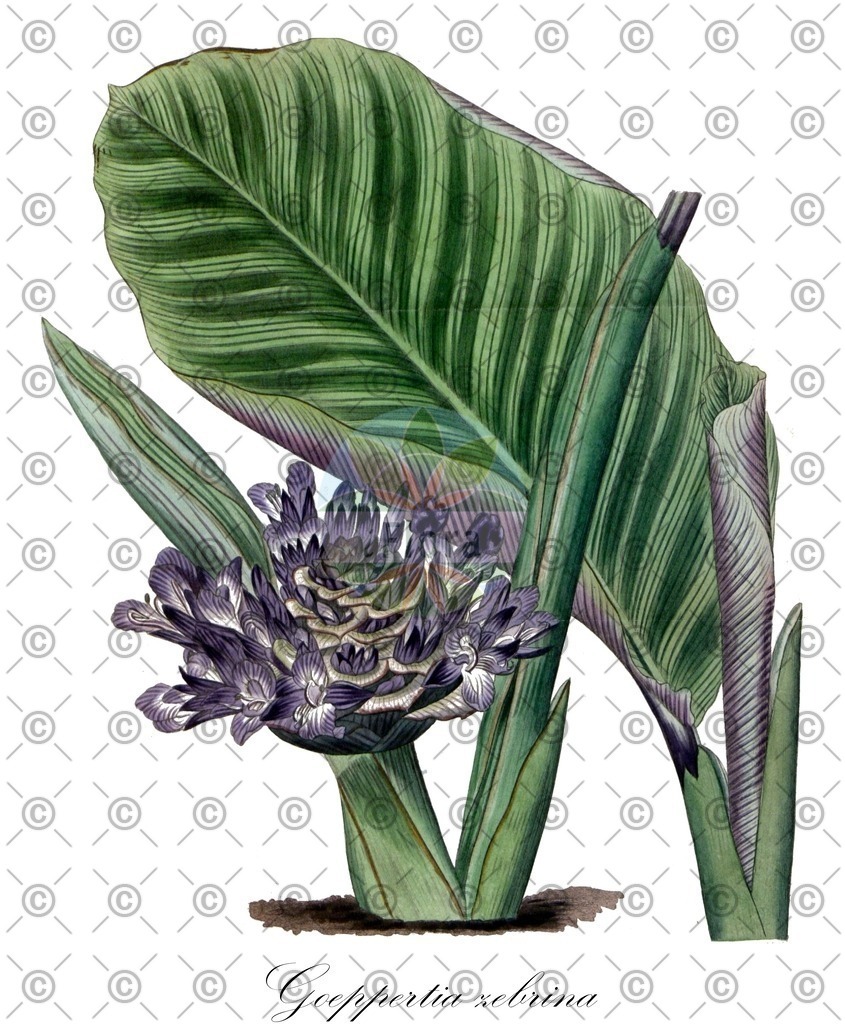 HistAbb_wfo-0001173232_1_ENZY_Simple | Historische Abbildung von Goeppertia zebrina - Marantaceae | Historical Illustration of Goeppertia zebrina - Marantaceae