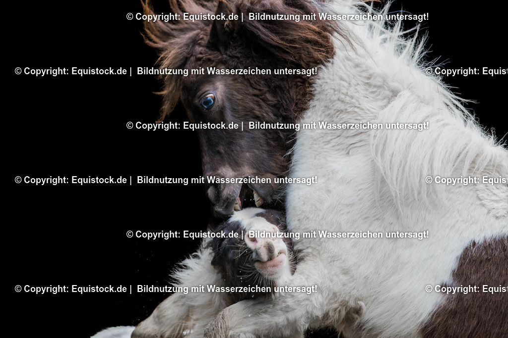 20160413_Spielende_Ponies_0002 | equistock