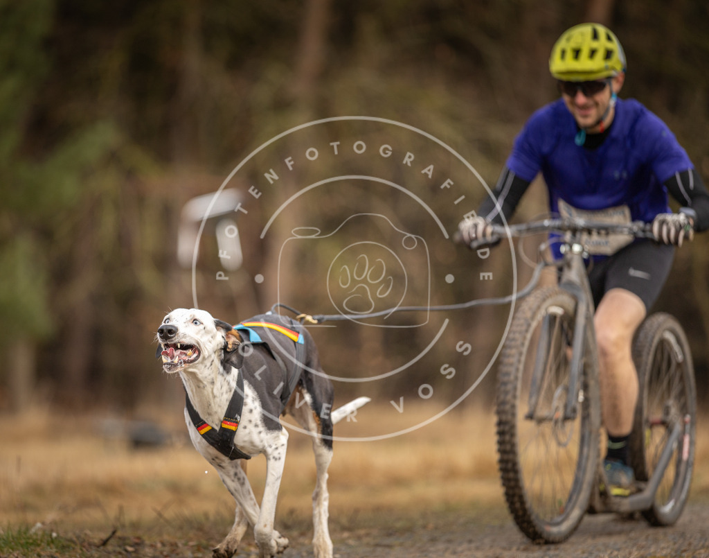 DV3A3418 | Hundefotografie, Tierfotograf, Pfotenfotografie, Fotoshooting Hund, Hunde Portrait, Hundesport, Hundeportraits, Heideshooting, Hunde, Sportfotograf, Hundefotograf, Turnierhundsport, THS,  - Realisiert mit Pictrs.com