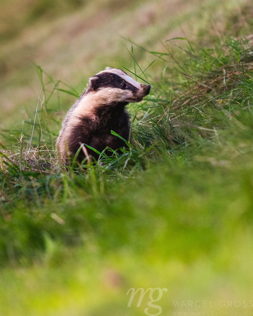 badger in the grass of an agricultural field in Emmental | Die ideale Geschenkidee für Naturliebhaber. Naturbilder von Marcel Gross Photography für ihr Zuhause in den verschiedensten Formaten und Materialien. - Realisiert mit Pictrs.com