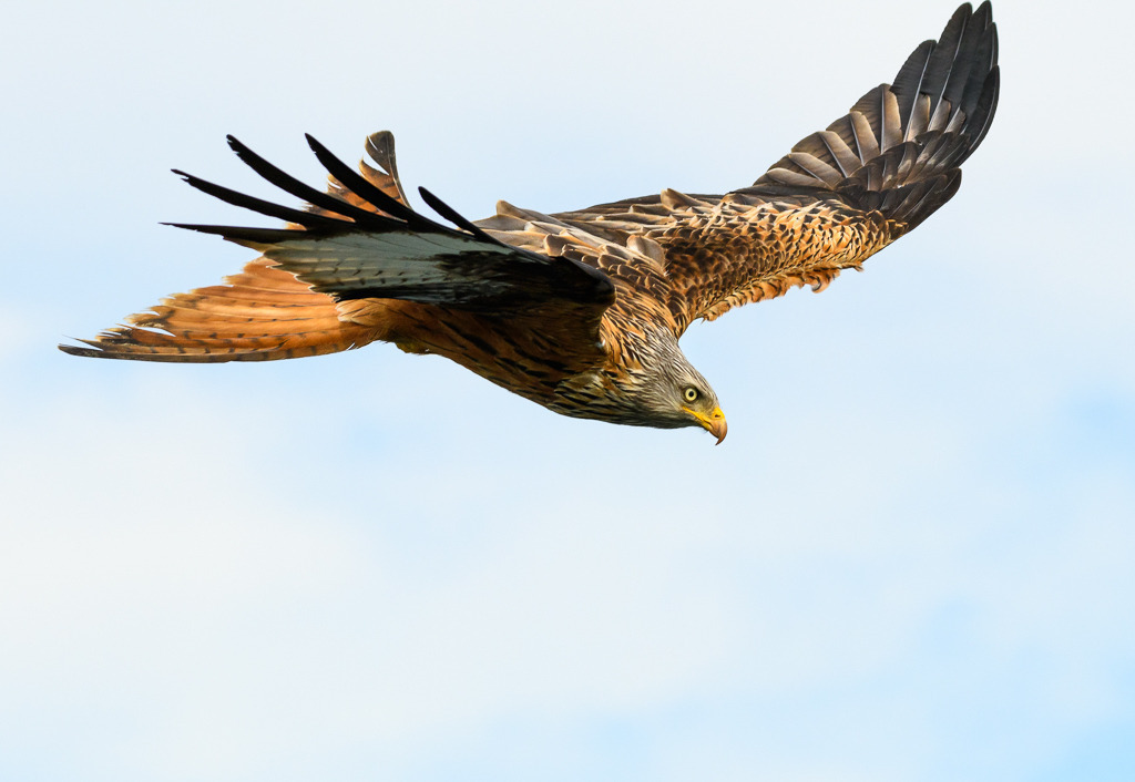 milan-2018-137 | Ein Roter Milan (Milvus milvus) zieht seine Kreise auf der Suche nach Beute. Das Foto entstand mit einer Nikon D850 am Breiten Luzin im Naturpark Feldberger Seenlandschaft in Mecklenburg-Vorpommern. - Realisiert mit Pictrs.com