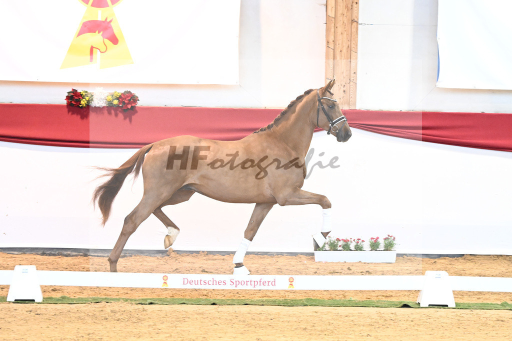 Kat-Nr. 52 Va Bene x Florestano_Kloessinger_43231807 | hf-fotografie - Realisiert mit Pictrs.com