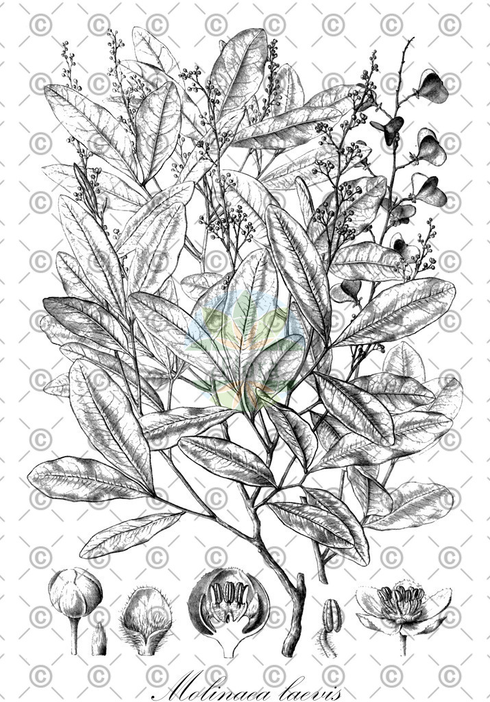 HistAbb_EMP_140367_1_FloraD_Simple | Historische Abbildung von Molinaea laevis - Sapindaceae | Historical Illustration of Molinaea laevis - Sapindaceae