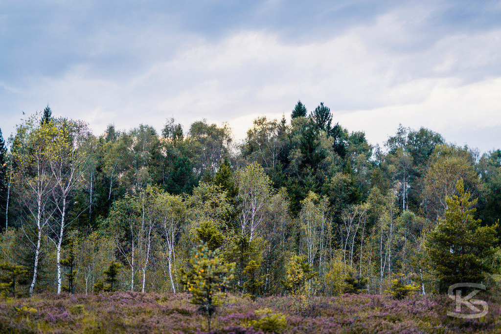 Heidekrautfeld und Mischwald unter bewölktem Himmel | Ein stimmungsvolles Bild einer natürlichen Landschaft, das ein blühendes, violettes Heidekrautfeld im Vordergrund mit einem dichten Mischwald aus Birken und Nadelbäumen im Hintergrund kombiniert. Der bewölkte Himmel verleiht der Szene eine ruhige, naturbelassene Atmosphäre. - Realisiert mit Pictrs.com