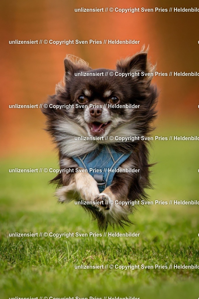 Sven Pries | 2024-09-22 - Hunderennen Baden-BadenPudelverein - Realisiert mit Pictrs.com