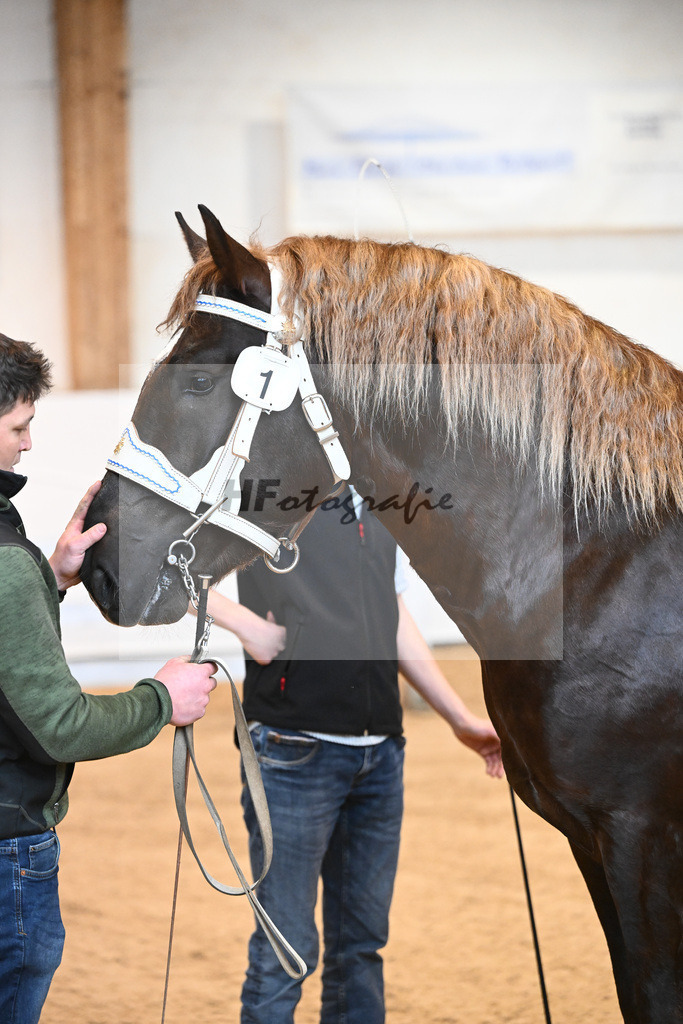 Kat-Nr. 1 v. Valegro_Leiss_6240011 | hf-fotografie - Realisiert mit Pictrs.com