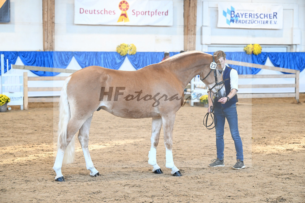 Kat-Nr. 23 Maverick v. Manu_Lechner_48250456 | hf-fotografie - Realisiert mit Pictrs.com