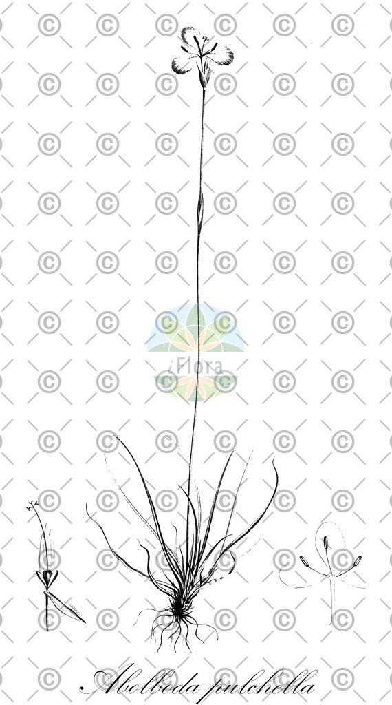 HistAbb_wfo-0000336983_1_ENZY_Simple | Historische Abbildung von Abolboda pulchella - Xyridaceae | Historical Illustration of Abolboda pulchella - Xyridaceae