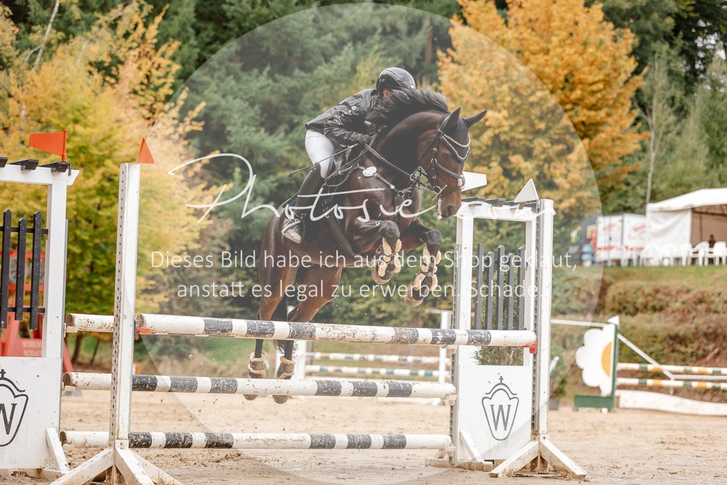 3I6A6828 | Stimmungsvolle Portraits und Reitsportfotografie im Ruhrgebiet und im Münsterland.

Pferdefotografie, Hundefotografie, Tierfotografie, Reportagen, Portraits von Tier und Mensch, Turnierfotografie in Bochum, Recklinghausen, Marl, Haltern am See, Dülmen.. - Realisiert mit Pictrs.com