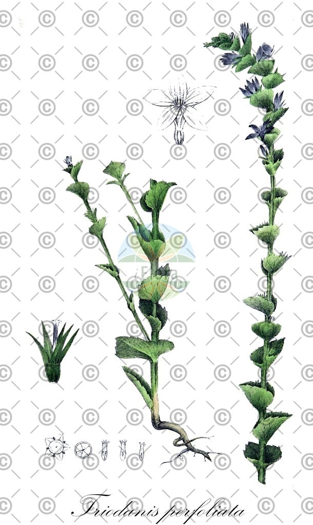 HistAbb_wfo-0000407722_1_ENZY_Simple | Historische Abbildung von Triodanis perfoliata - Campanulaceae | Historical Illustration of Triodanis perfoliata - Campanulaceae