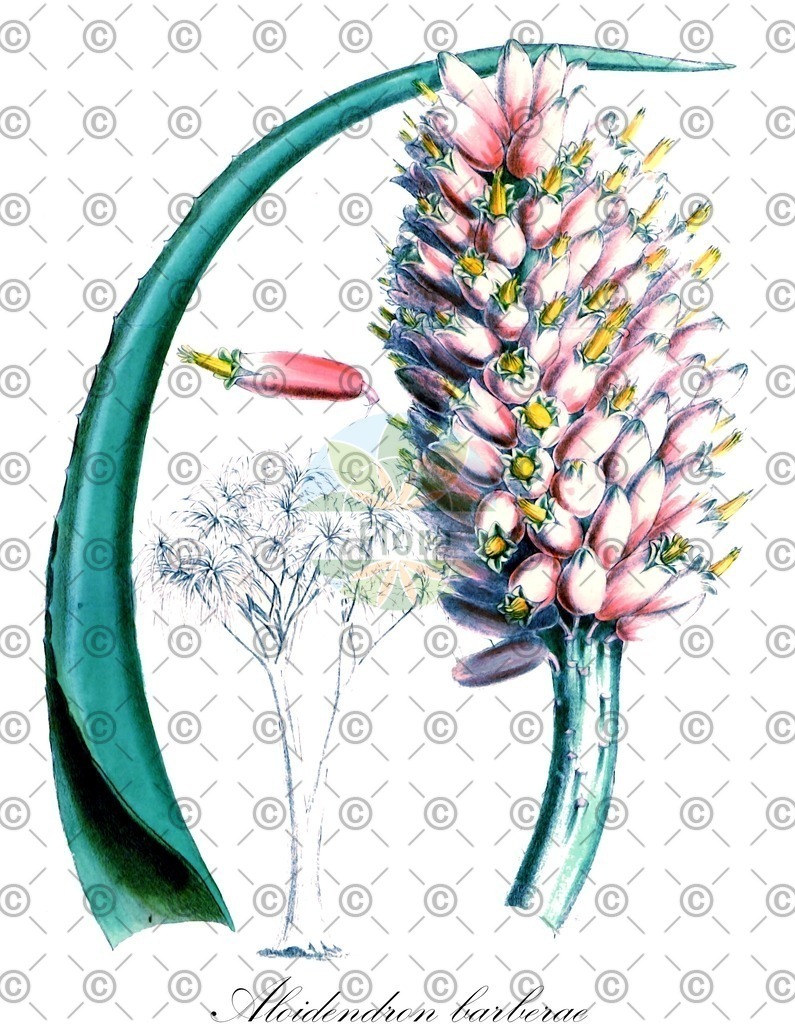 HistAbb_wfo-0001335019_1_ENZY_Simple | Historische Abbildung von Aloidendron barberae - Asphodelaceae | Historical Illustration of Aloidendron barberae - Asphodelaceae