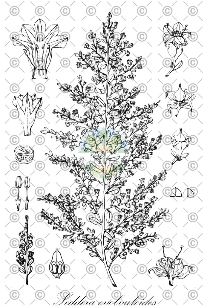 HistAbb_wfo-0001243708_1_ENZY_Simple | Historische Abbildung von Seddera evolvuloides - Convolvulaceae | Historical Illustration of Seddera evolvuloides - Convolvulaceae