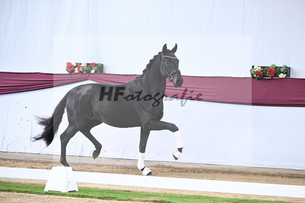 Kat-Nr. 112 Fynch Hatton x Damon Hill_Sibille Hachtel_47253375 | hf-fotografie - Realisiert mit Pictrs.com