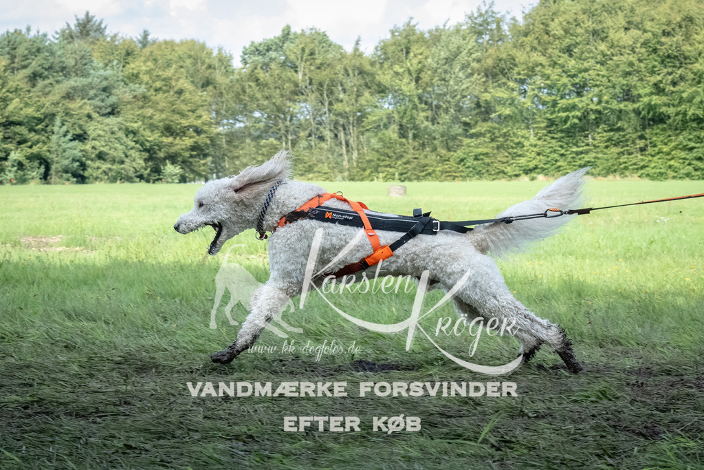 1700_ZZ90742-Bearbeitet | kk-dogfotos
