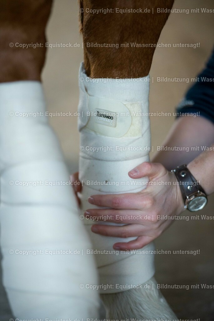 20160120_Bandagieren_0005 | equistock
