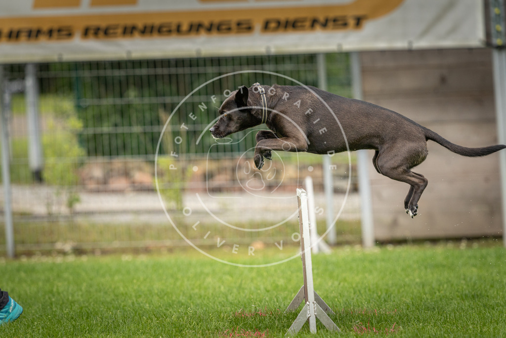 Pfotenfotografie_DV3A5326 | Hundefotografie, Tierfotograf, Pfotenfotografie, Fotoshooting Hund, Hunde Portrait, Hundesport, Hundeportraits, Heideshooting, Hunde, Sportfotograf, Hundefotograf, Turnierhundsport, THS,  - Realisiert mit Pictrs.com
