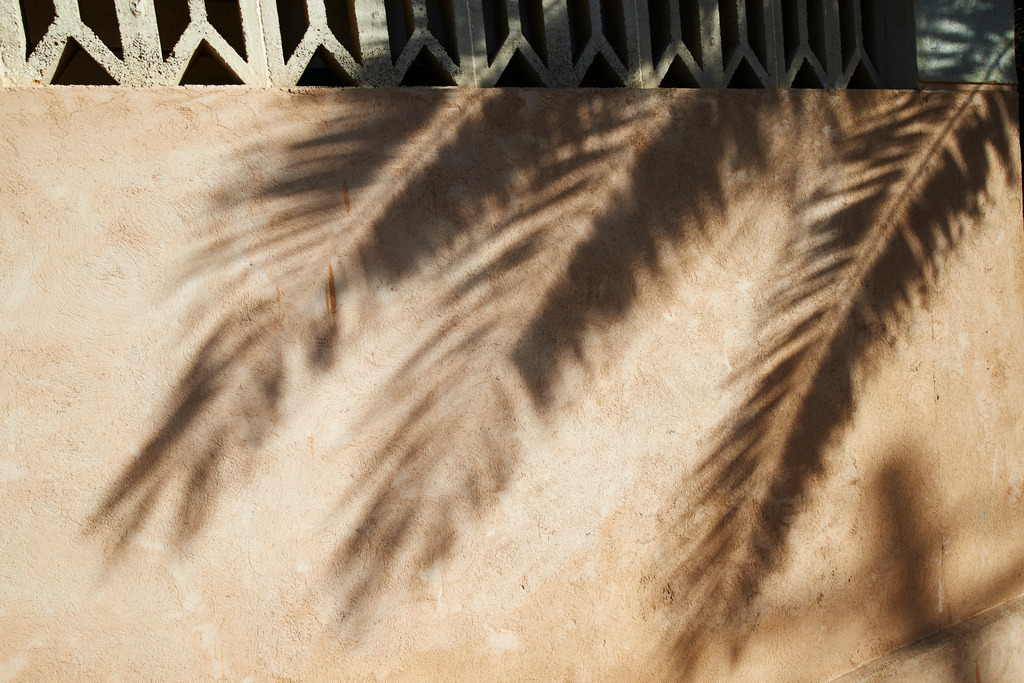 Schatten einer Palme auf der Mauer | Sant Elm , Spanien - December 28, 2013: Schatten einer Palme auf der Mauer. - Realisiert mit Pictrs.com