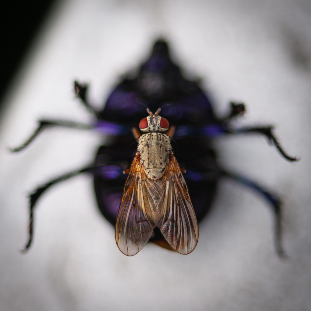 DSC_2657 | kaefersammler_roy - Realisiert mit Pictrs.com