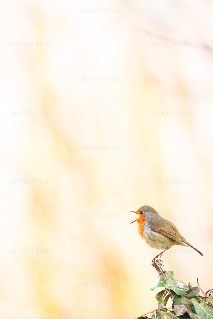 Daniel Wirth - www.allesWIRTHwild.de -7IV02296 | Entdecke die faszinierende Welt der Natur- und Wildlife-Fotografie von Daniel und Bärbel. Inspirierende Bilder von wilden Tieren und kleinen Naturwundern.