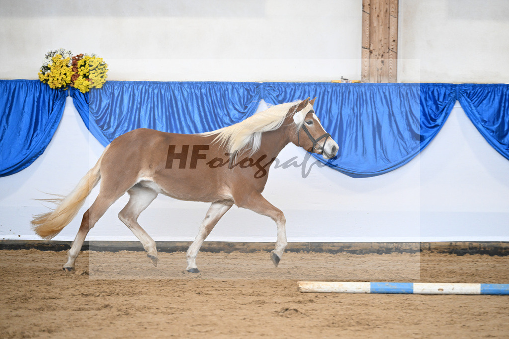 Bl. Band Kat-Nr. 7 Aruna vom Eulental v. Sternzauber_Schoenung_48251352 | hf-fotografie - Realisiert mit Pictrs.com