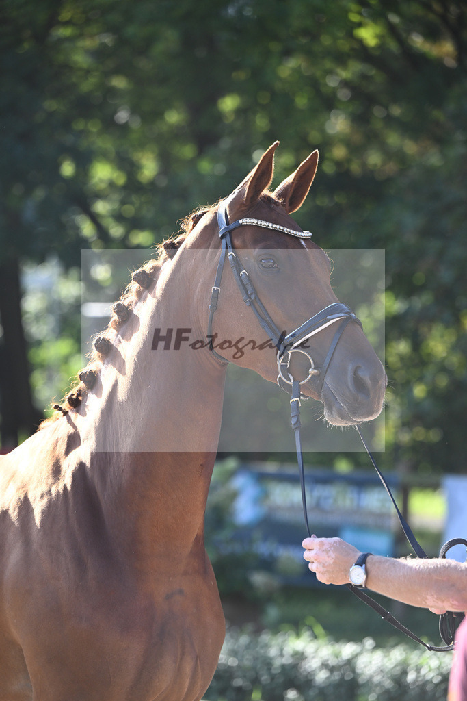Kat-Nr. 7 Descara_Willkommer_36230573 | hf-fotografie - Realisiert mit Pictrs.com